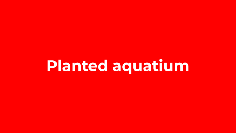Optimizing Substrate Selection for Enhanced Root Growth in Planted Aquariums